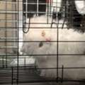 SAR 1500,  Pure White Doll-Face Persian Kitten (2-3 Mos) - Litter Trained