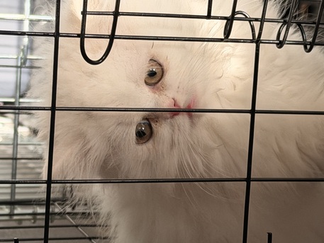 Dhahran, Pet Supplies, SAR 1500,  Pure White Doll-Face Persian Kitten (2-3 Mos) - Litter Trained