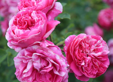 New York, Farm & Garden, USD 39,  Raspberry Cream Twirl