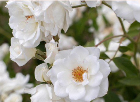 New York, Farm & Garden, USD 49,  CL Iceberg