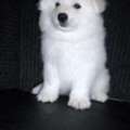 Find Your Perfect Samoyed Companion In Illinois