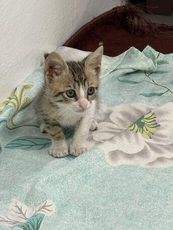 Al Malaz, Toys & Games, 2 Month Old Kitten For Adoption (For Free)