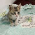 2 Month Old Kitten For Adoption (For Free)