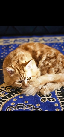 Al Rehab, Pet Supplies, Sar 1,  Malaysian Cat For Sale For Free