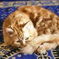 Sar 1,  Malaysian Cat For Sale For Free