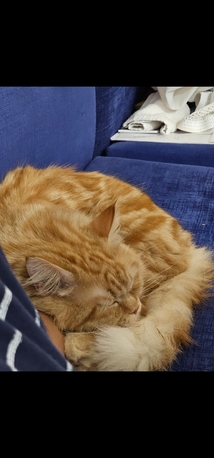 Al Rehab, Pet Supplies, Sar 1,  Malaysian Cat For Sale For Free
