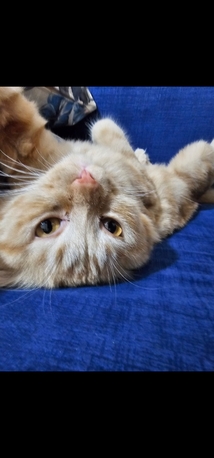 Al Rehab, Pet Supplies, Sar 1,  Malaysian Cat For Sale For Free
