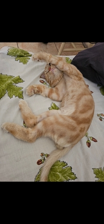 Al Rehab, Pet Supplies, Sar 1,  Malaysian Cat For Sale For Free