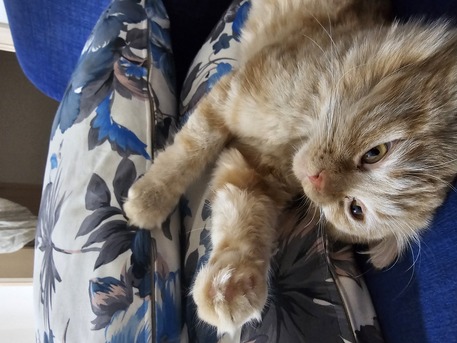 Al Rehab, Pet Supplies, Sar 1,  Malaysian Cat For Sale For Free