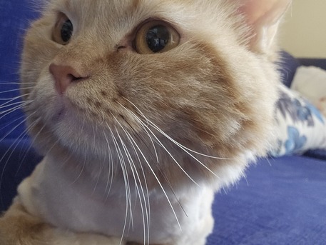 Al Rehab, Pet Supplies, Sar 1,  Malaysian Cat For Sale For Free