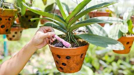 New York, Farm & Garden, USD 8,  Orchid Baskets For Healthy And Beautiful Orchids &ndash; Green Barn Orchid