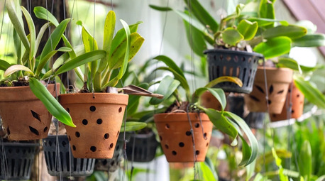New York, Farm & Garden, USD 8,  Orchid Baskets For Healthy And Beautiful Orchids &ndash; Green Barn Orchid