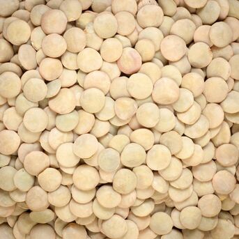 New York, Food, High Protein Brown Lentils With Rich Fiber Brown Lentils Ensuring Excellent Quality
