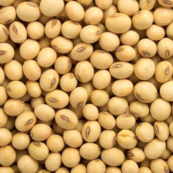 Manila, Food, Soybean Available For Sale