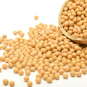 Manila, Food, Soybean Available For Sale