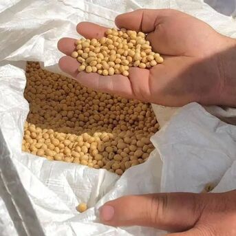 Manila, Food, Soybean Available For Sale