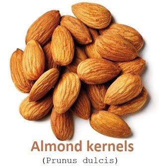 Manila, Food, ALMOND NUTS Shape LONG Grade GRADE AA Shelf Life 2 YEARS Packaging 50 KG BAGS Max