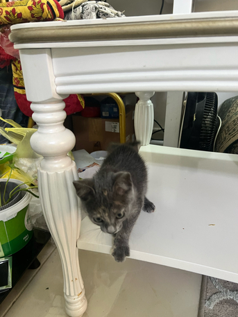 Rabigh, Pet Supplies, SAR 1,  Cute Kitten For Adoption