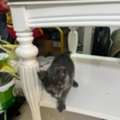 SAR 1,  Cute Kitten For Adoption