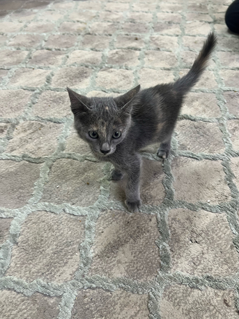 Rabigh, Pet Supplies, SAR 1,  Cute Kitten For Adoption