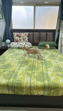 Al Malaz, Furniture, SAR 550,  Full Set Of Room