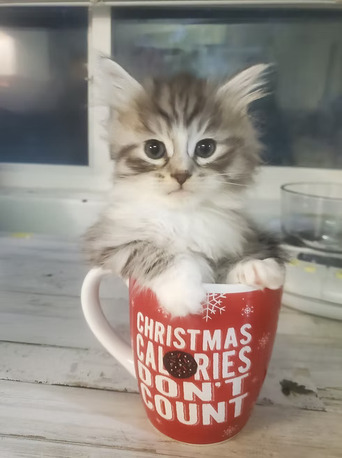 Washington DC, Food & Drink, Siberian Pedigree Kittens For Sale In Washington