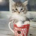 Siberian Pedigree Kittens For Sale In Washington