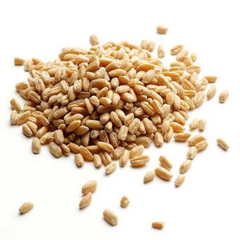 Manila, Food, Organic Durum Wheat Kernels Offering Strong Gluten Wheat Quality