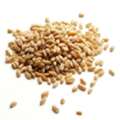 Organic Durum Wheat Kernels Offering Strong Gluten Wheat Quality