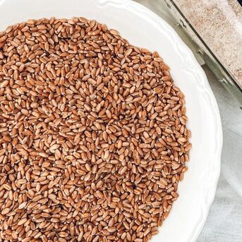 Manila, Food, Organic Durum Wheat Kernels Offering Strong Gluten Wheat Quality
