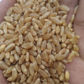Manila, Food, Organic Durum Wheat Kernels Offering Strong Gluten Wheat Quality