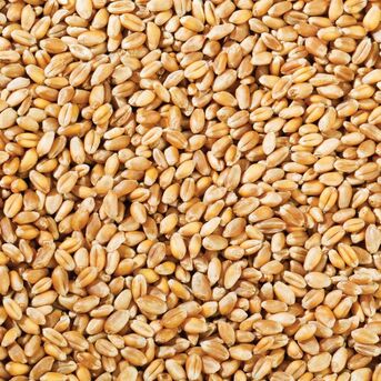 Manila, Food, Organic Durum Wheat Kernels Offering Strong Gluten Wheat Quality