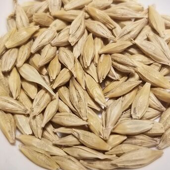 Manila, Food, Premium Organic Barley For Animal Feed Blended With Barley For Healthy Growth And Strong