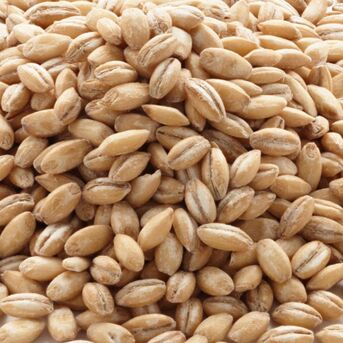 Manila, Food, Premium Organic Barley For Animal Feed Blended With Barley For Healthy Growth And Strong