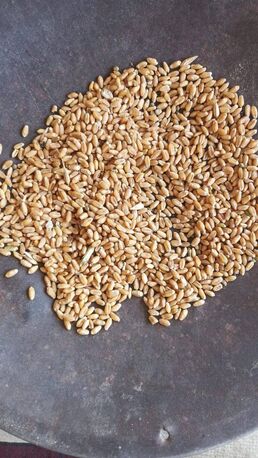 Manila, Food, Premium Quality Wheat Grains For Flour, Bakery & Food Processing | Bulk Supply