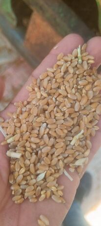 Manila, Food, Premium Quality Wheat Grains For Flour, Bakery & Food Processing | Bulk Supply
