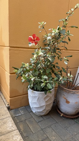 Manama, Farm & Garden, BHD 5,  OUTDOOR POTTED FLOWERS BAHRAIN