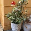BHD 5, OUTDOOR POTTED FLOWERS BAHRAIN