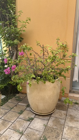 Manama, Farm & Garden, BHD 5,  OUTDOOR POTTED FLOWERS BAHRAIN