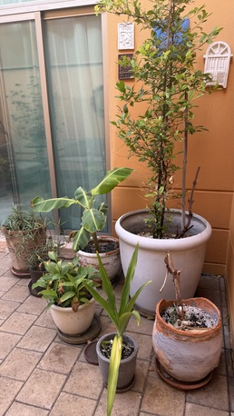 Manama, Farm & Garden, BHD 5,  OUTDOOR POTTED FLOWERS BAHRAIN