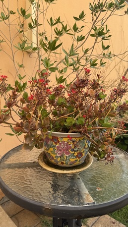 Manama, Farm & Garden, BHD 5,  OUTDOOR POTTED FLOWERS BAHRAIN