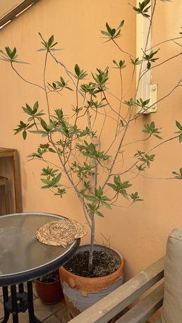 Manama, Farm & Garden, BHD 5,  OUTDOOR POTTED FLOWERS BAHRAIN