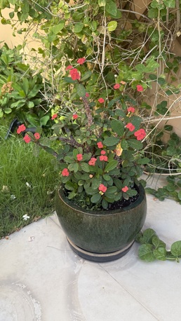 Manama, Farm & Garden, BHD 5,  OUTDOOR POTTED FLOWERS BAHRAIN