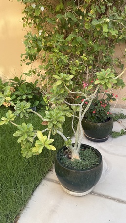 Manama, Farm & Garden, BHD 5,  OUTDOOR POTTED FLOWERS BAHRAIN