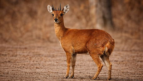 Ahmedabad, Travel, Velavadar Blackbuck Safari | Jambughoda Safari Tour