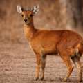 Velavadar Blackbuck Safari | Jambughoda Safari Tour