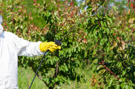 Melbourne, Farm/Garden, Protect Your Trees With Expert Tree Disease Specialists