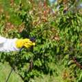 Protect Your Trees With Expert Tree Disease Specialists