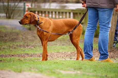Jaipur, Pet Sitting, Dog Walkers In Jaipur
