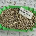 New Crop Arabica Coffee Beans/green Coffee ROBUSTA COFFEE BEANS/ Robusta Export Quality